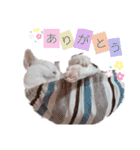 ねこもち(日常+)（個別スタンプ：16）