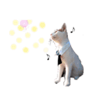 ねこもち(日常+)（個別スタンプ：21）