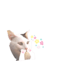 ねこもち(日常+)（個別スタンプ：22）