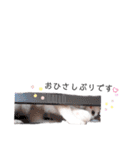 ねこもち(日常+)（個別スタンプ：25）