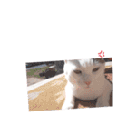ねこもち(日常+)（個別スタンプ：38）
