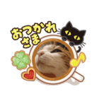 イヌ ネコ（個別スタンプ：1）