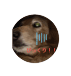 イヌ ネコ（個別スタンプ：5）