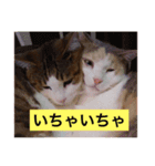 イヌ ネコ（個別スタンプ：7）