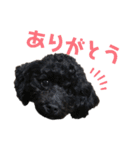 いずみ家のわんにゃん（個別スタンプ：5）