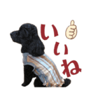 いずみ家のわんにゃん（個別スタンプ：9）