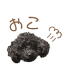 いずみ家のわんにゃん（個別スタンプ：12）