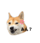 はるちゃんスタンプ✨（個別スタンプ：11）