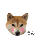 はるちゃんスタンプ✨（個別スタンプ：39）