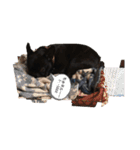 フレブルくんpart2（個別スタンプ：11）