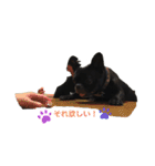 フレブルくんpart2（個別スタンプ：16）
