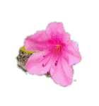 新花カーネーション 春幸せ明るさタンポポ（個別スタンプ：7）