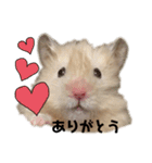 ハムスターのマロたん（個別スタンプ：3）