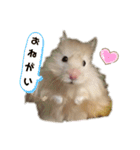 ハムスターのマロたん（個別スタンプ：12）