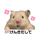 ハムスターのマロたん（個別スタンプ：16）