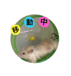 ハムスターのマロたん（個別スタンプ：20）