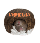 ハムスターのマロたん（個別スタンプ：22）