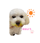 マルポメのモコさん♡（個別スタンプ：1）