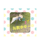 マルポメのモコさん♡（個別スタンプ：3）