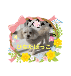 マルポメのモコさん♡（個別スタンプ：6）