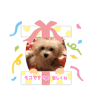 マルポメのモコさん♡（個別スタンプ：8）