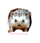 針ネズミ1（個別スタンプ：1）