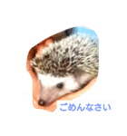 針ネズミ1（個別スタンプ：4）