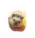 針ネズミ1（個別スタンプ：7）