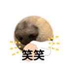 ミニチュアダックス純恋ちゃんスタンプ3（個別スタンプ：10）