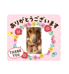 ミニチュアダックス純恋ちゃんスタンプ3（個別スタンプ：13）
