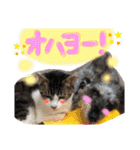 千代ミュウボンちゃんの日常会話（個別スタンプ：9）