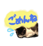 千代ミュウボンちゃんの日常会話（個別スタンプ：11）