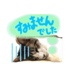 千代ミュウボンちゃんの日常会話（個別スタンプ：16）