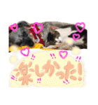 千代ミュウボンちゃんの日常会話（個別スタンプ：20）
