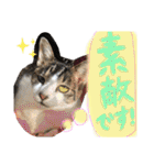 千代ミュウボンちゃんの日常会話（個別スタンプ：21）