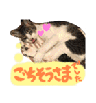 千代ミュウボンちゃんの日常会話（個別スタンプ：30）