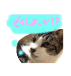 千代ミュウボンちゃんの日常会話（個別スタンプ：31）