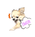 怪獣チワワのCooちゃん（個別スタンプ：1）
