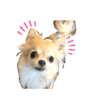 怪獣チワワのCooちゃん（個別スタンプ：9）
