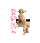 アメコカめい君（個別スタンプ：2）