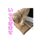 アメコカめい君（個別スタンプ：3）
