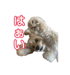 アメコカめい君（個別スタンプ：6）