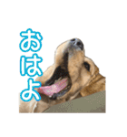 アメコカめい君（個別スタンプ：11）