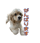 アメコカめい君（個別スタンプ：19）