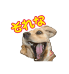 アメコカめい君（個別スタンプ：21）