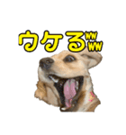 アメコカめい君（個別スタンプ：23）
