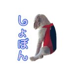 アメコカめい君（個別スタンプ：26）