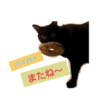 チビ＆モカ日常（個別スタンプ：5）