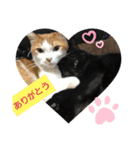 チビ＆モカ日常（個別スタンプ：6）