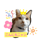 チビ＆モカ日常（個別スタンプ：7）